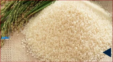 توسيع النشاط.. الموافقة على تعديل غرض شركة تسويق الأرز للانتشار محليًا ودوليًا